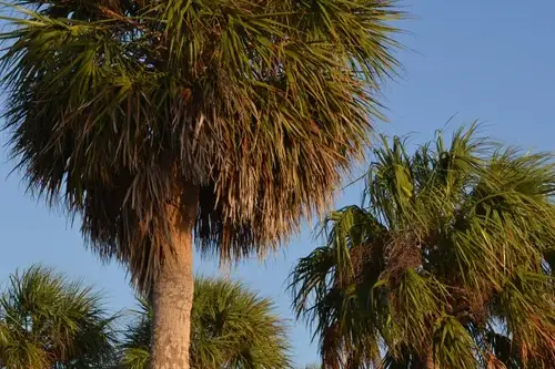 Palm trees in Florida.