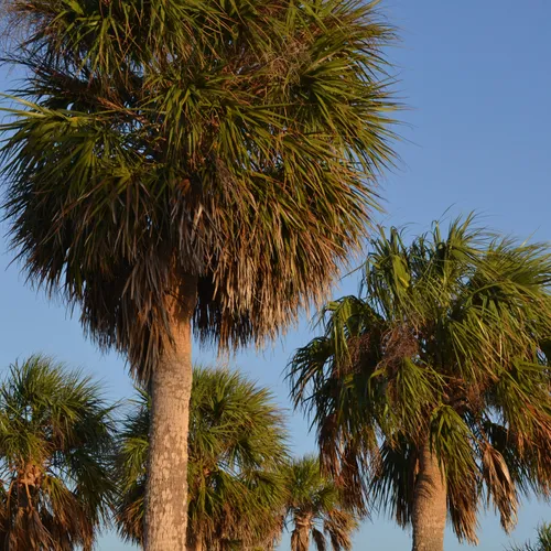 Palm trees in Florida.