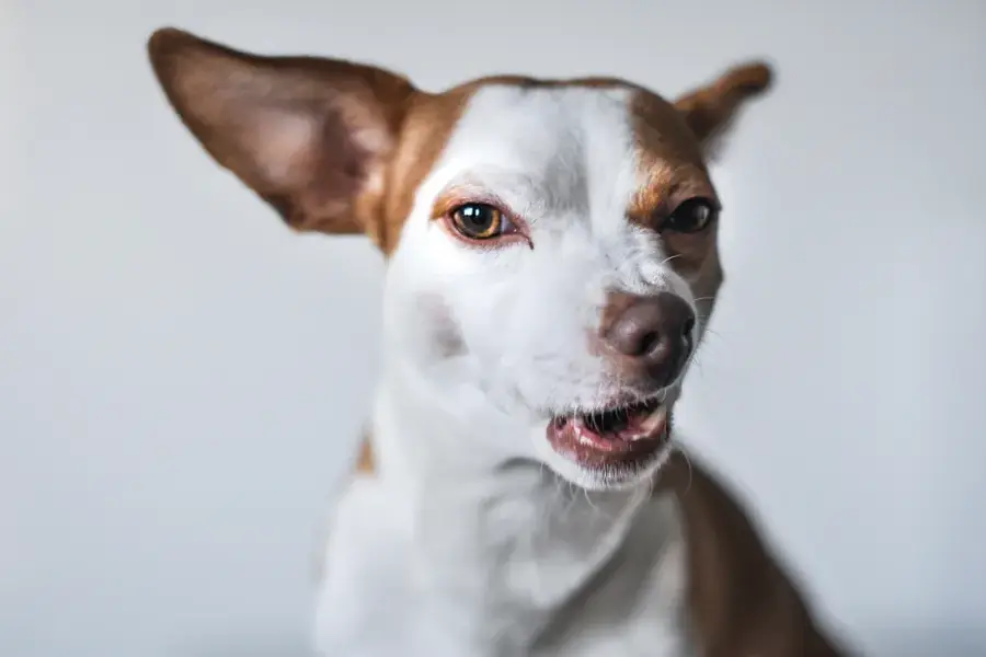 White dog with brown markings that is about to growling.