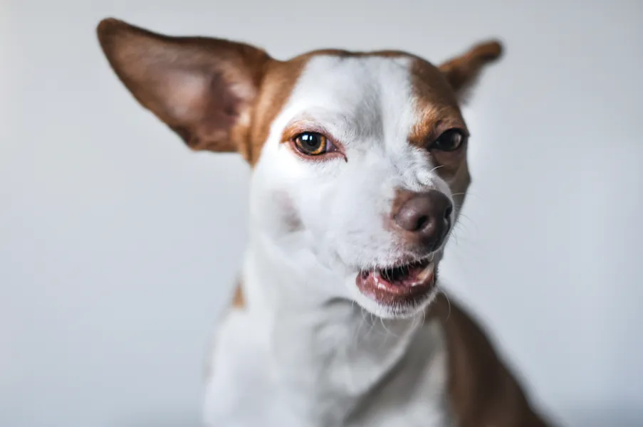 White dog with brown markings that is about to growling.